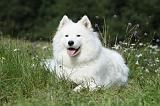 SAMOYEDE 048